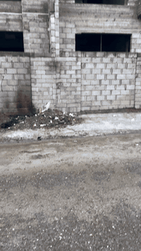 دار توأم • المدراء العامين • 150م