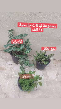 نباتات طبيعية • دائمات • توصيل كل المحافظات