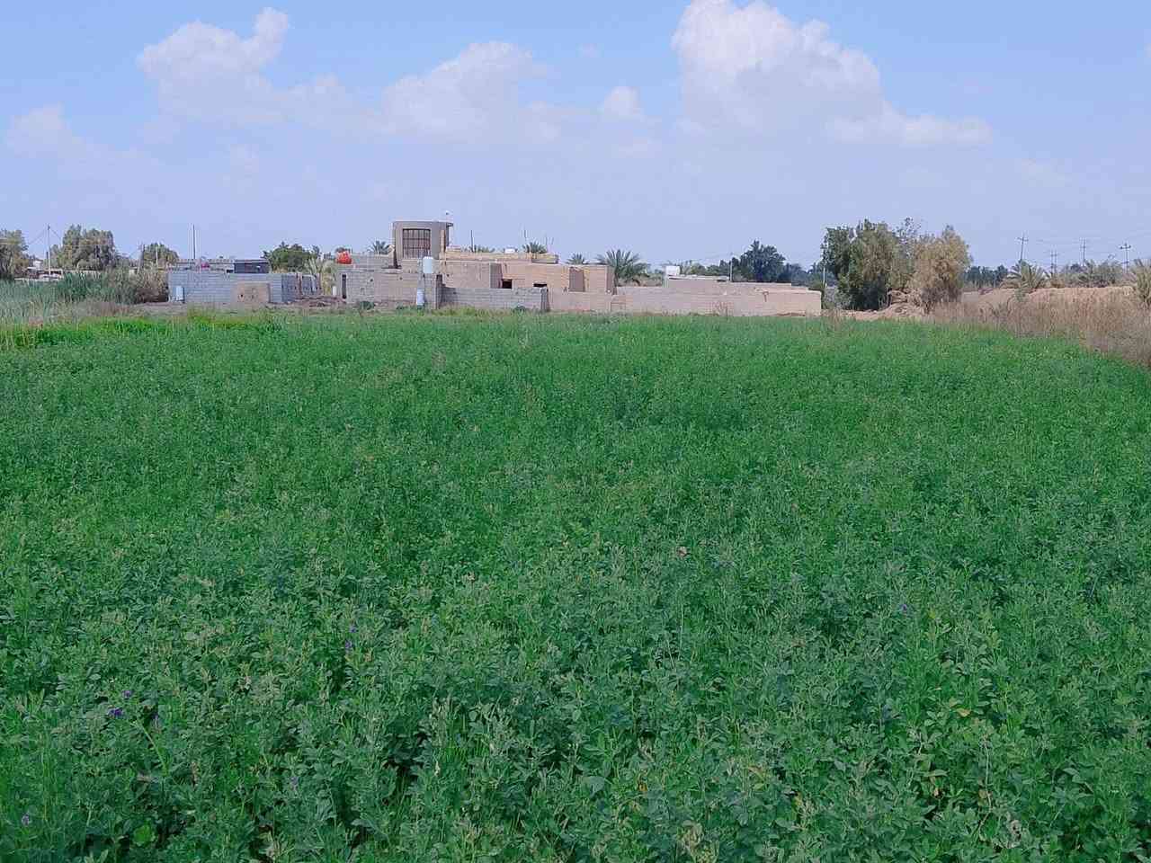 السلام عليكم ارض زراعيه للبيع خمس دوانم مع ثلاث بيوت  ارض مزروعة جت بيهه60 نخله مثمرة مع حمضيات 40 ماء متوفر قريبه للشارع قريبه منهه مدرسه مع مستوصف المكان واسط كوت بسروكيه/***********💁***********)(بسب الوعود الكاذبه إعادة )
