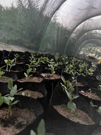 للبيع سدره 500 دينار 07808186713