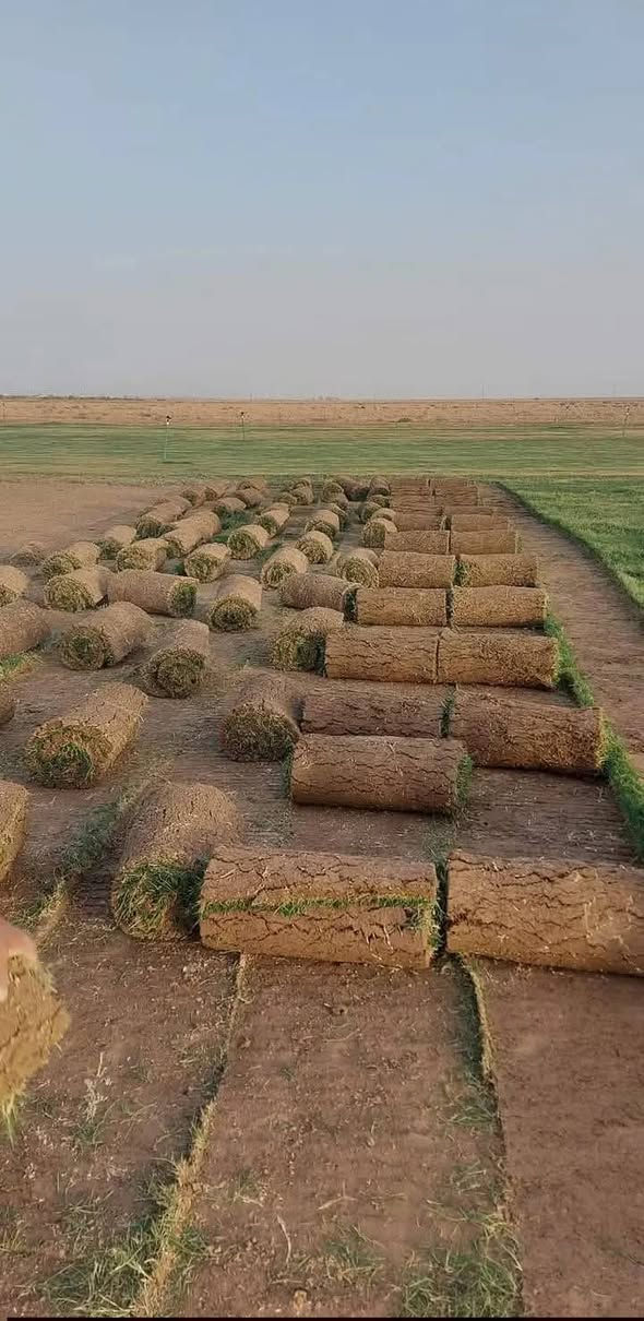 مزارع ثيل ديالى لتجهيز كافة انواع الثيل الطبيعي
يقدم لكم افضل نوعيه بالسوك وبانسب سعر
يوجد ثيل طبيعي درجه اولى وبكافة انواعه المختلفه🌿
هندي - فرنسي - ايطالي - انكليزي...
مستعدون لتجهيز :
دوائر حكوميه🏦👇
منازل🏡👇
منتزهات🏄👇
يوجد كادر متخصص وتوصيل الى جميع المحافظات
للتواصل اول الاستفسار راسل الصفحه او اتصل 
***********
***********
