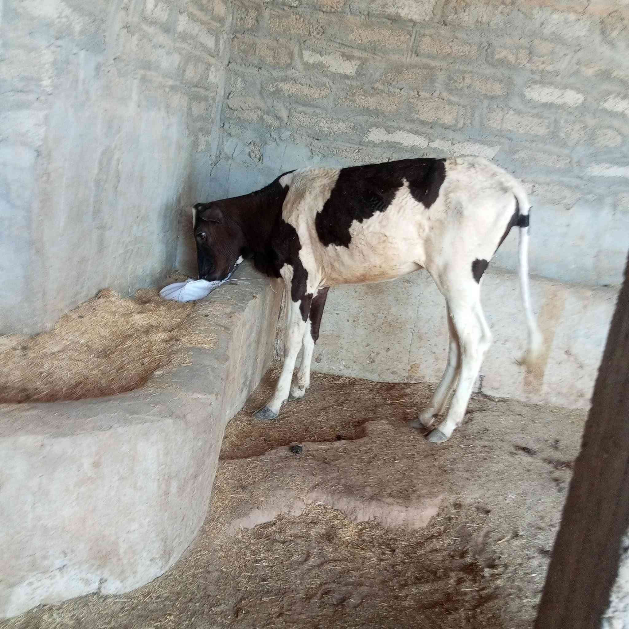 السلام عليكم اخوان متاح اباجير العدد 2 كلهن جنس رقم واحد فول ومكفول وحده تلقيح هولندي رقم واحد جمه عرموطي الاصليه ➕ وحده فريزيه الاصليه درجة اولى مال بيت وين اليدور حلال زين ونضيف اباجير مشروطات شرط ال شرط 
السعر مناسب جدا جدا 
العنوان صلاح الدين الشرقاط قريه شكرا 
ه‍ ***********
الشراي يتصل ويدلل 
يوجد خدمت توصيل حسب التفاق
