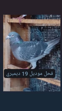 فحولة ديميريات • ٢ قطع • بغداد تمام القاهرة