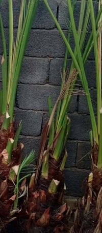 فسائل نخيل • اسعار مناسبة • مكاني كوت