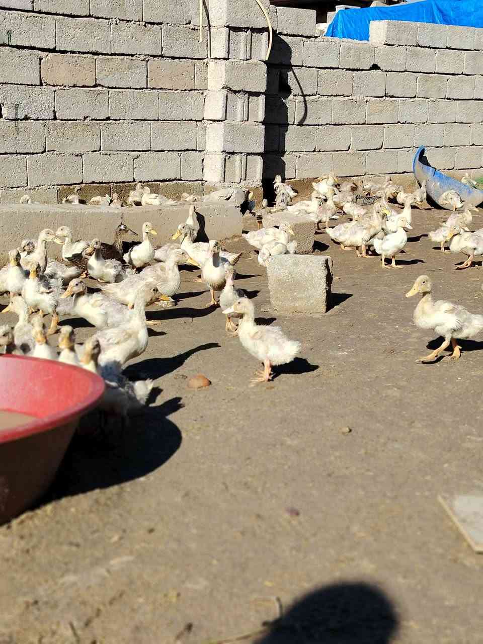 بط للبيع مفرد ٧ واذا شلع الزوج ٥
الشراي يجي خاص  لو يخابر ***********
عنواني كركوك
