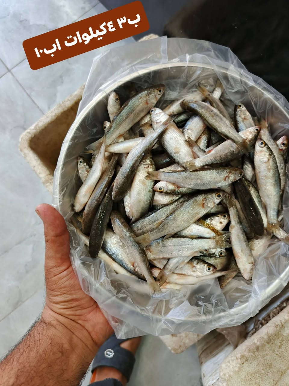 عرض باجر علحرش جديد ونضيف وتازه مال صيد توه اجه من صياد متوفر نوعيتين 🌊🐳
عندي ب٣ ٤كيلوات اب١٠
وعندي الوصط ب٦ جديد أو نضيف
العنوان تقاطع حي شهداء الثاني اليطلعك للمهدي علا ايدك اليسره بجهت المحل مال سكلات يوجد توصيل جميع الأحياء في السماوه للحجز *********** واتساب موجود خدمت تنضيف
