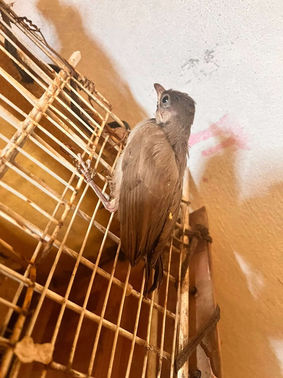 2بلابل
***********

