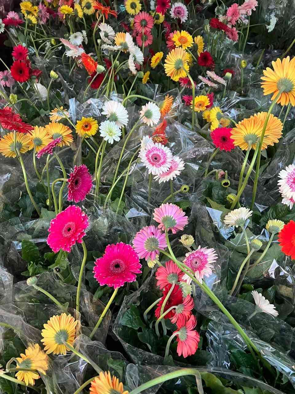 مشتل علي منار/***********
