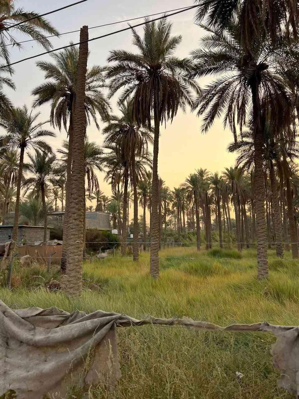 السلام عليكم 
قطعه الارض المساحه 700 متر 
طابو زراعي سند 25 اقرار محكمه  من صاحب الارض مباشر
العنوان كربلاء الجريه شارع الشامي 
تبعد عن الشارع العام سيدة زينب 100 متر 
التفاصيل الكامله موجوده بالفيديو 
كافه الخدمات متوفره 
منطقه السكنيه كافت الخدمات موجوده بيها 
اللاستفسار آكثر الأتصال على أرقآم التأليه 
*********** ابو باقر
*********** وتساب 
*********** ابو علي 
وكذالك نستقبل الجميع العروض لديكم
