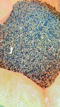 بذور باميا درجة اولىى  شرط 40يوم تنتج  سعر الكيلو 12 للاتصال على 07803...