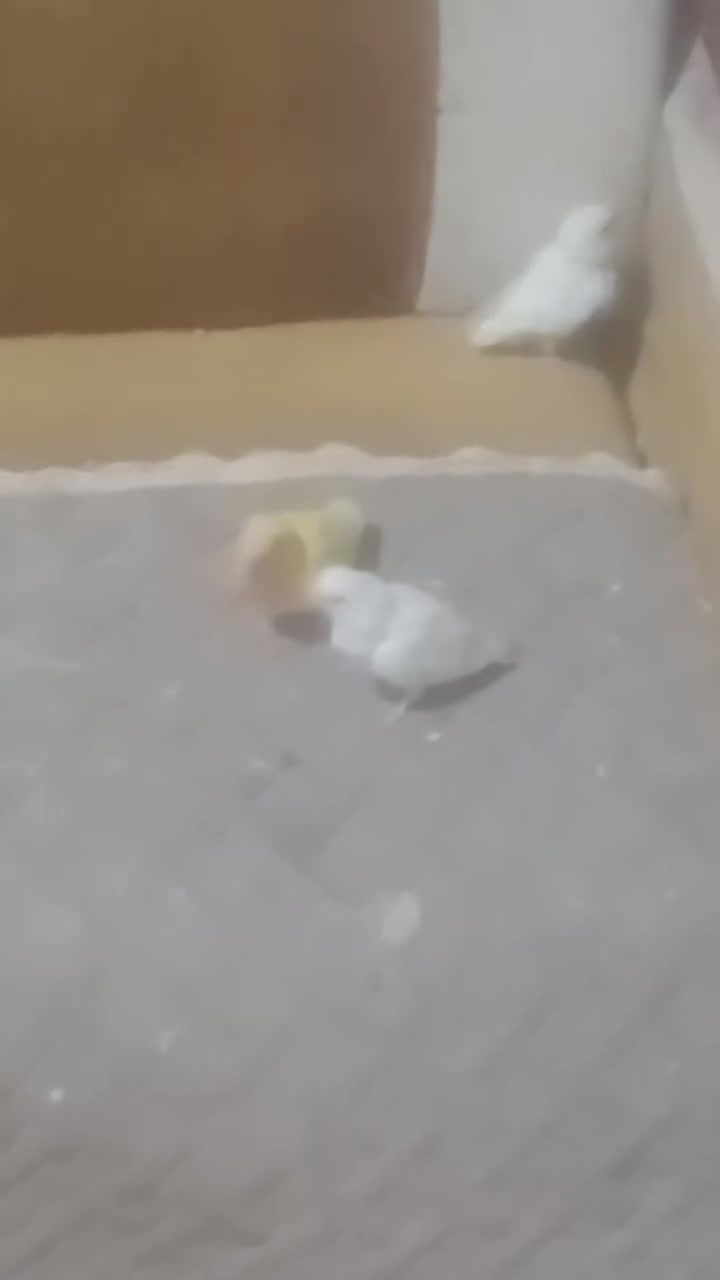غنادير اليفات وطيور حب الوان حلوه صحه ونظافته
المكان بصره الحكيميه ***********
