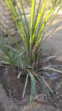 07733654855 07878938411