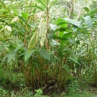 شتلات هيل • ٦٠سم • بابل/محاويل