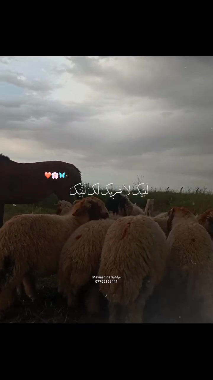 بس يم مواشينا Mawashina ننشرلكم 
العلف والتربيه والاضاحي 

يعني تأخذ لحم نظيف لان علف نظيف 
وتأخذ لحم صحي لان رعاية صحية وبيطرية 

***********
كركوك
