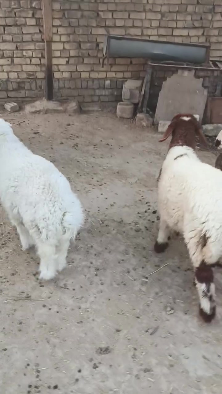 يا الله اللهم صلِّ على محمد وآل محمد 🌺طليان ذكوره ثنين وحدنثيه طليان سمان يرهمن كصابه ويرهمن جني سعر الواحد ٢٧٠ بيهن مجال بسيط حك جيه بيعن كلهن سوه سعر  المفرد يختلف مكان ناصريه مركز تصل واتساب ***********
