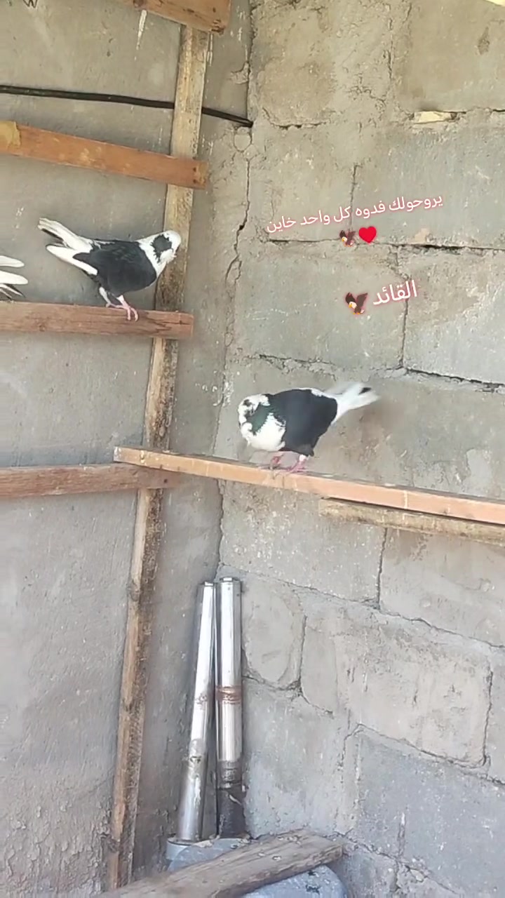 سلام عليكم شباب طيور ارافل للبيع محزمات وشراي يخابر ويدلل مكاني مسيب العدد( 4)  ***********
