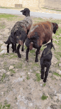 نعاج • أيراني • بغداد التاجي