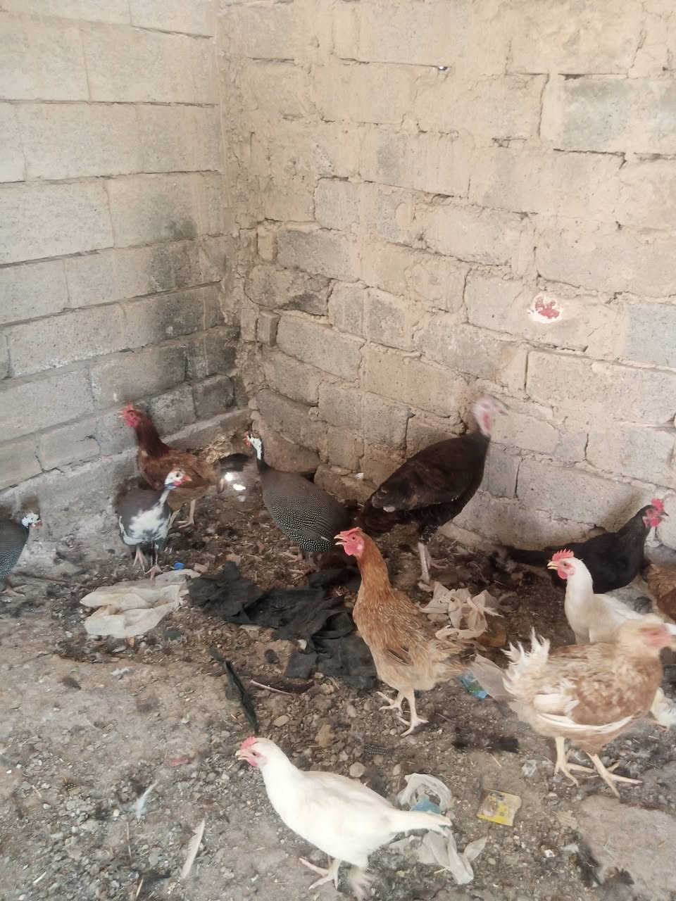 السلام عليكم يوجد دجاج عرب شرط نظيف درجه اولى مال بيت فسيفس فحل ب 75 ونثايه فسيفس العدد اثنين الوحده 30 ودجاج عرب سعر الدجاجه الوحده 12,000 ويوجد بط بياض سعر البطه سعر الزوج ب 12,000 دينار ويوجد بطء صغار سعر الزوج 10وقبچ سعر الزوج 25 ثنين فحله وواحد نثيا بياضه المكان تكريت القادسيه اقرا وردي الاتصال والاستفسار *********** ويوجد دجاجه كاركه بيض فسيفس وقبل جواها ب30
