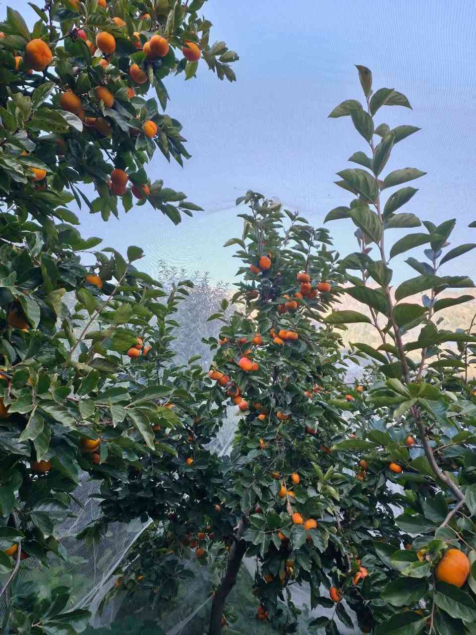 🌺🌸 ورد البنفسج، الجمال اللي يسر النظر! 🌼

مشتل ورد البنفسج يقدم لكم أجمل أنواع الورود والزهور 🌹💐. زورونا اليوم واستمتعوا بجمال الطبيعة 🌳

تم وصل وجبه جديده 
من أشجار الكاكي نوعان
للاستفسار الاتصال على 
الرقم الواتساب
***********
