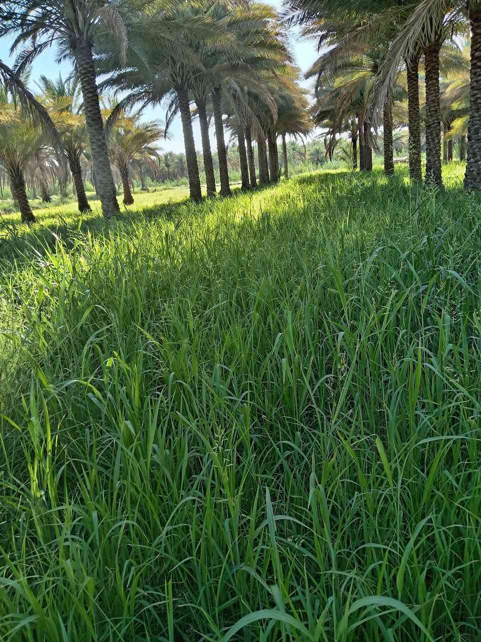 السلام عليكم
بستان للبيع  مكان (كربلاء قضاء الحسينية) مساحة اقل الدونم ١٨٧٥ متر يبعد عن مركز المدنية 23 كيلومتر ويبعد عن الشارع الحسينية ٢كيلومتر تحويل مباشر باسم المشتري سند 25 ارض كافة الخدمات تبليط وماء تصلح منتجع او سكن 
***********
