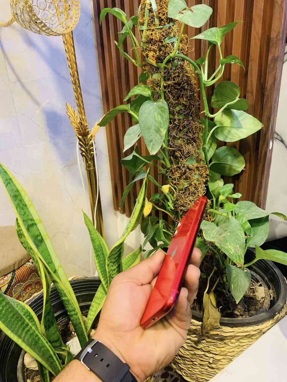 ايفون ١١ ماستر كامل ملحقات
بطارية : ١٠٠مبدل من شركه ابل 

ذاكرة : ١٢٨ 

فيس ايدي شغال 

السعر٢٣٠

دبل خط 

شاشه تفصيخ مال وكاله شرط 

نضافه الجهاز١٠٠بل١٠٠

مكاني حله ابو خستاوي  

‏***********
