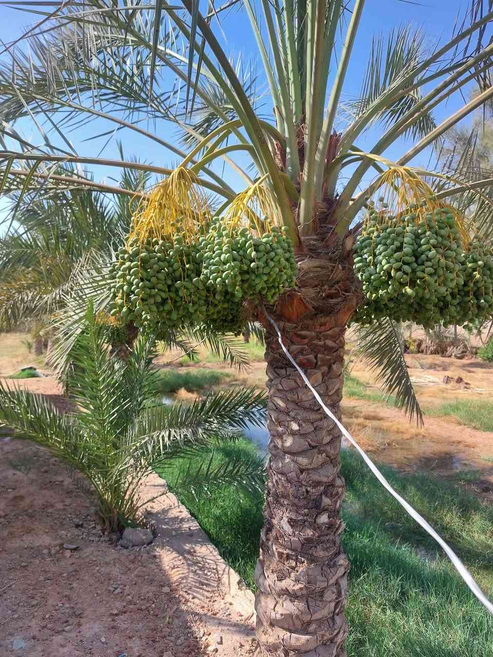 مزرعة للبيع فقط لا مراوس ولا اقساط في النجف    السعر ٨٩ مليون 
المساحة ٢ دونم و٤٠٠ متر 
تحتوي على دار بناء جديد مساحة البناء ٣٥٠ متر مشمول بالتطويب على قرار ٣٢٠
تحتوي على ١٨٠ نخلة حمالة واشجار ضليه وبير ماء ارتوازي مسيجة بي ار سي 
تتوفر كافة الخدمات كهرباء ماء اساله خط مولده مدارس ابتدائية ومتوسطة واسواق تصلح للسكن 
العنوان النجف الاشرف المناذرة عمود ٨٠ قرب جسر المشات للإستفسار اتصل 
***********
