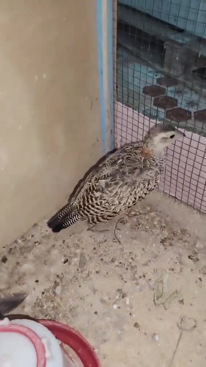 سلام عليكم حجل للبيع الشراي يجي خاص او يتصل ***********
