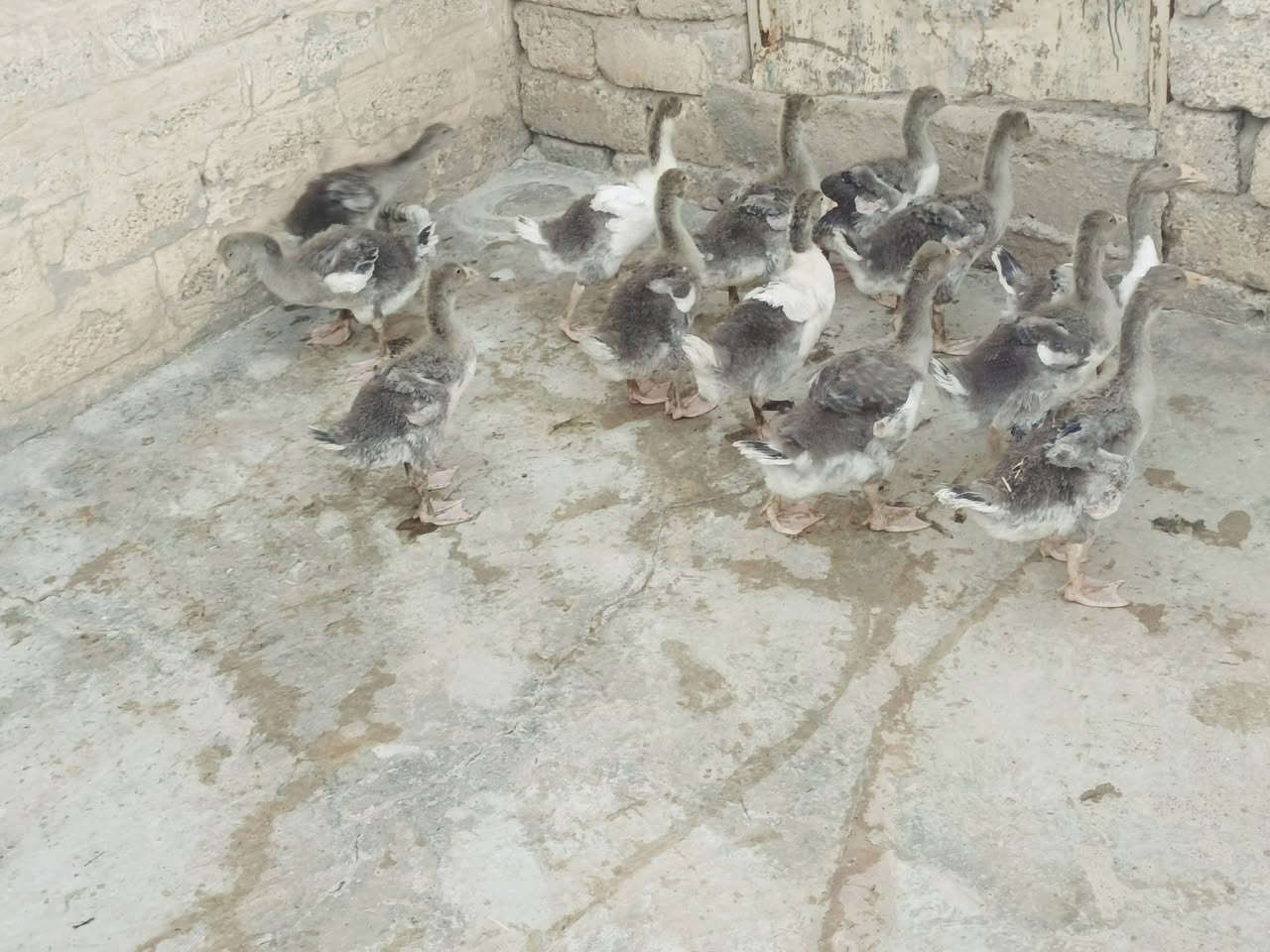 صواصي غاز للبيع سعر الزوج 35 العدد 10صواصي الشراي مراسلة الصفحة


**إذا كنت صاحب هذا الإعلان وتريد حذفه لأي سبب، رجاءا أرسل رسالة إلى الدعم الفني**
