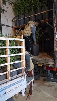 المجهول النسيجي • عمر 3 سنوات • قضاء الصويرة