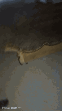 60الف الشعب حي وار 07725839478