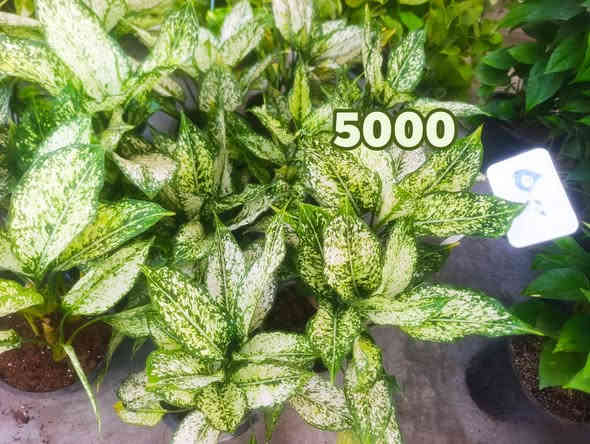 كلار ليوا ته نشت مزكوت بخاري 
***********
دووسايدي تازه كه ي. بخاري
