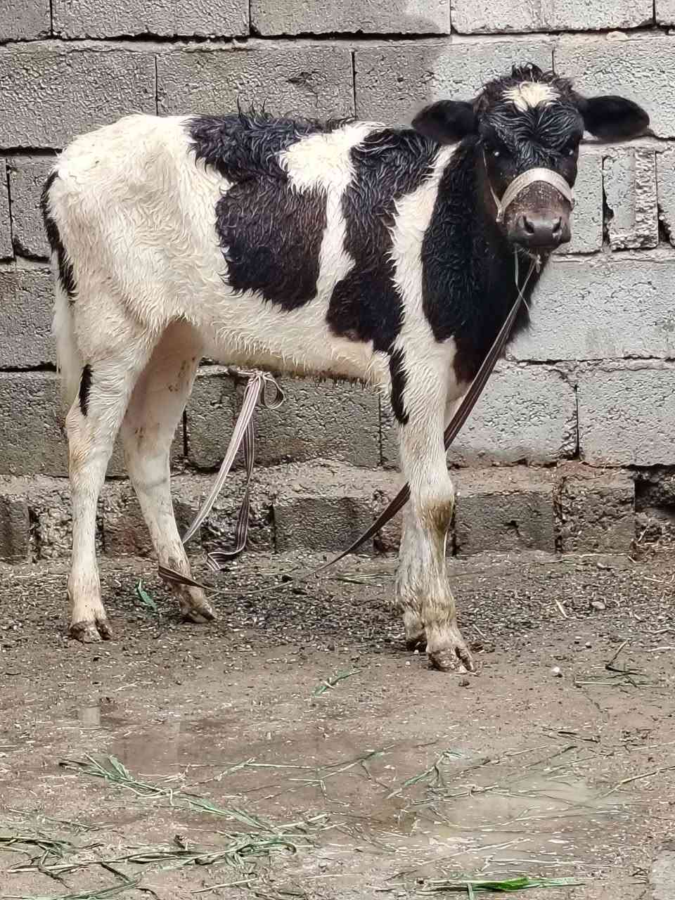 السلام عليكم
للبيع حوليه جنس هولشتاين اصليه عمرها ٦ أشهر وشرط النصاحه السعر 840وبيها مجال الاستفسار الاتصال على الرقم *********** // ***********
