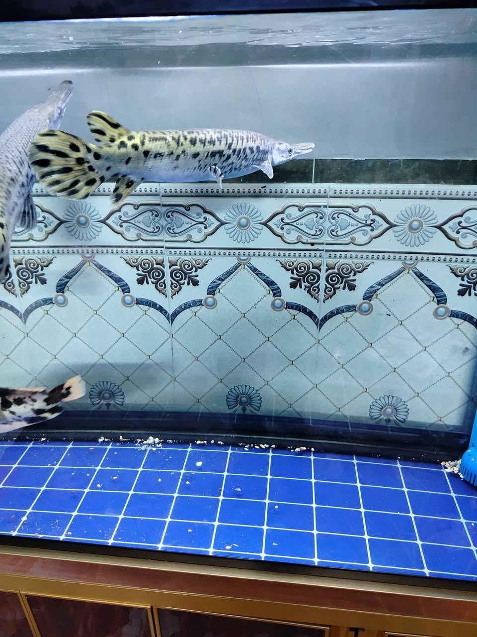 متاح احواض مكاني بغداد الحسينيه بالجريخي ***********
بيع وشراء احواض ومراوس
