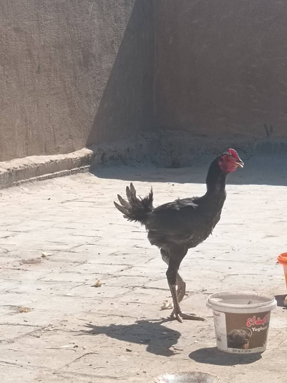 سلام عليكم ديك هراتي للبيع العنوان بابل سده الهنديه منطقة العلكايه رقم الهاتف ***********
