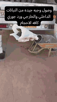 على بركة الله تعالى وصوك جميع النباتات الداخليه و الخارجية من أحسن المناشئ العالميه تركي إيراني هولندي
بأسعار مناسبة
يوجد خدمه توصيل طلبات ***********
مشتل حيدر الزراعي عالم النباتات و زهور
