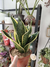 مشتل برعم • نباتات منزلية • حي السكر