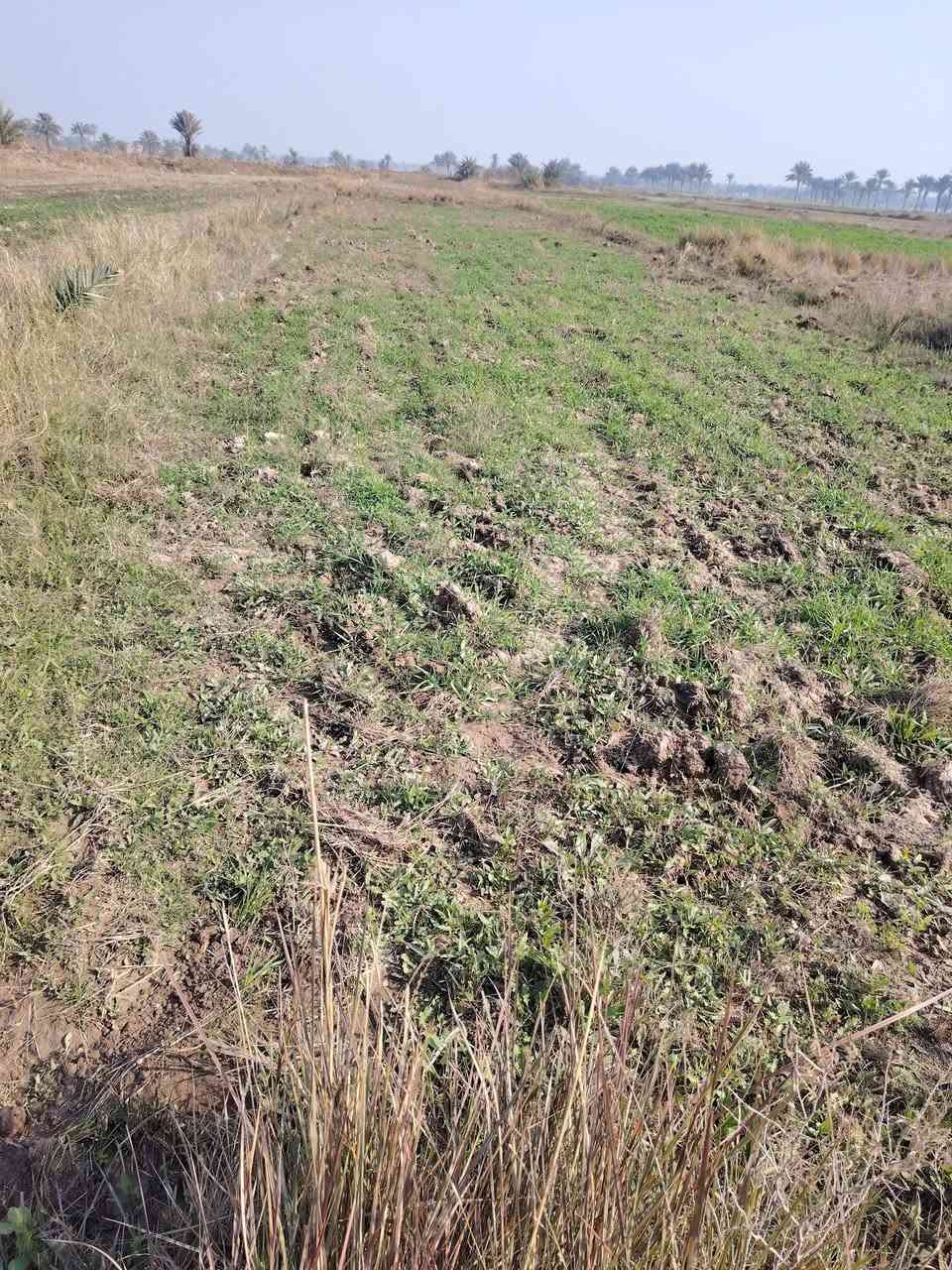 للبيع ارض المساحه ٣ دونم واجهه على شارع تبليط ماء وكهرباء وشارع براسها كامل خدماتها ماء سقي مستمر طول السنه تحتوي على ١٠٠ فسيله تصلح سكن او زراعه المكان طريق شريفه بنت الحسن ع مقابيل الامام محمد العابد ع قريله جدا على طريق الزائرين للاستغسار *********** 
علما اني صاحب الارض وليس دلال
