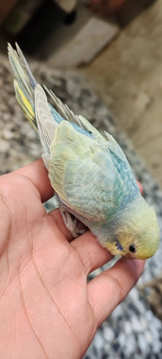 م ت اح


**إذا كنت صاحب هذا الإعلان وتريد حذفه لأي سبب، رجاءا أرسل رسالة إلى الدعم الفني**