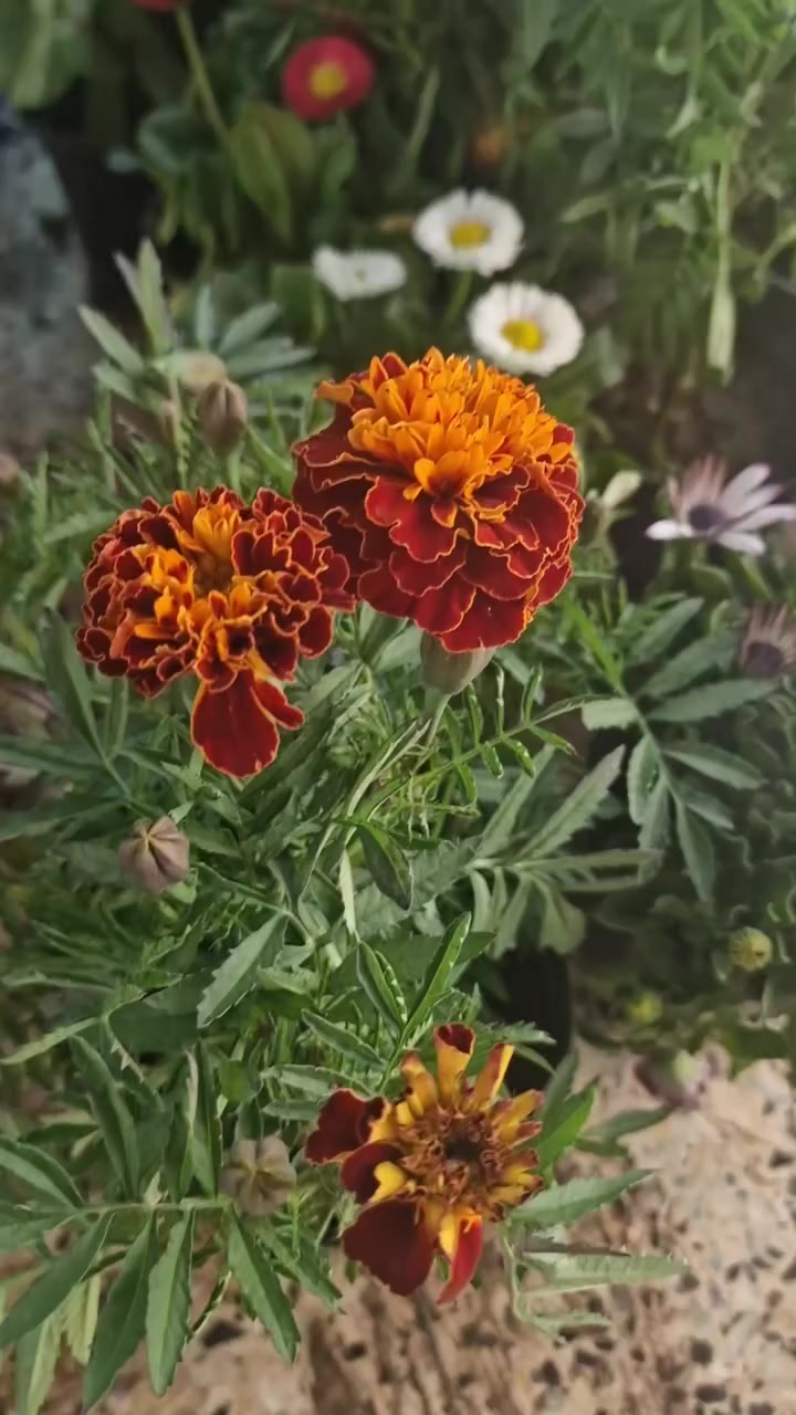 هذا الورد الصيفي


**إذا كنت صاحب هذا الإعلان وتريد حذفه لأي سبب، رجاءا أرسل رسالة إلى الدعم الفني**