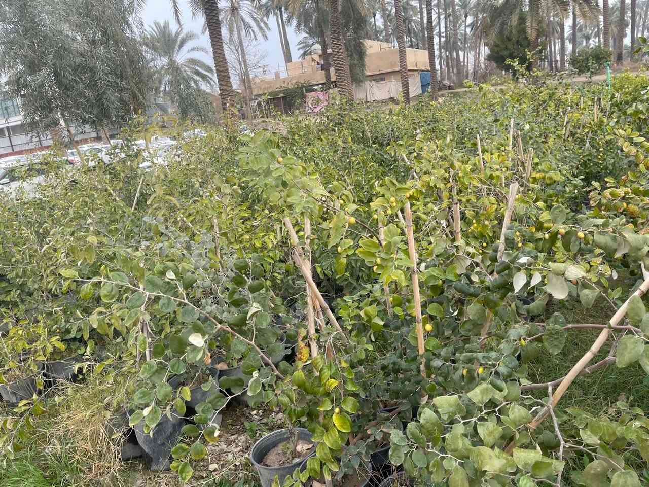 نبك مطعم 
نبك حشري 
سندان حجم كبير 29
يوجد جمله ومفرد يوجد توصيل داخل بغداد لطلب والاستفسار المراسلة خاص


**إذا كنت صاحب هذا الإعلان وتريد حذفه لأي سبب، رجاءا أرسل رسالة إلى الدعم الفني**