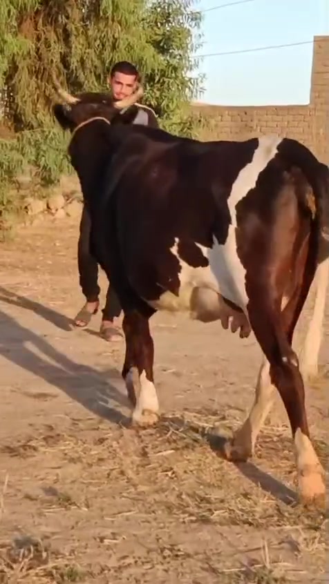 سلام عليكم 
لجاب ثنين على كل عيب مال جناي مكلف بنشر حليب ودسامه شرط دسامه فول درجه اولى رقم واحد مال بيت متوازي راعيهن يريد يبعهن المكان الشرقاط قريه شكرا شري اتصال بي رقم ***********
