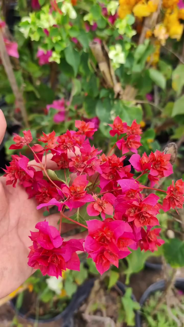 توفرت شتلات الجهنمي المتسلق سعر القطعة 6 آلاف في مشتل نوروز العنوان : الرفاعي ـ شارع الشط مقابل فرع كلية الأدارة والأقتصاد 
او تطلبوها  توصيل 🚛
للأستفسار الأتصال على الرقم 
*********** #رفاعي  #نباتات #ناصرية
