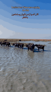 مرحبا بكم لمن يرغب بزياره الاهوار انا مصطفى اعمل مرشد داخل اهوار الجبايش  أ ذا كنت ترغب زيارت الاهوار  تواصل معي عل وتساب 
***********

Welcome to the marshes! I'm Mustafa, a guide in the Al-Jubayish marshes. If you'd like to visit the marshes, contact me on WhatsApp at +9647851059396
