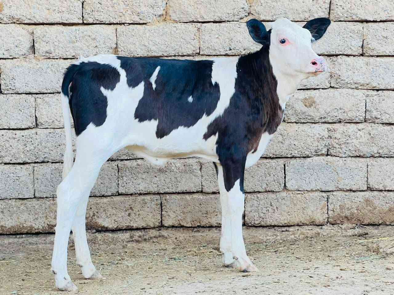 السلام عليكم جوز حوليات وحده #سمنتال الاصلي جمه عرموطي شرط الاصليه وحده  فرنسيه رقم واحد ثنيناتهن جنس اصليات وحده عمرها 4 اشهر وسمنتال عمرها 6اشهر 
المكان صلاح الدين الشرقاط الخضرانيه توصيل موجود حسب الاتفاق *********** 
ملاحض تريد وحده يرهم تريد جوز يرهم
