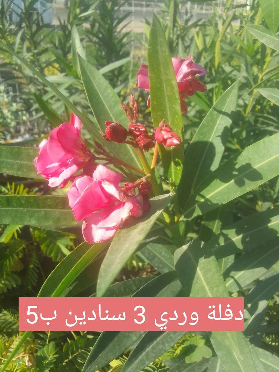 السلام عليكم .. مجموعة من النباتات الشمسية.. بيع بالتوصيل فقط بعض مناطق بغداد


**إذا كنت صاحب هذا الإعلان وتريد حذفه لأي سبب، رجاءا أرسل رسالة إلى الدعم الفني**