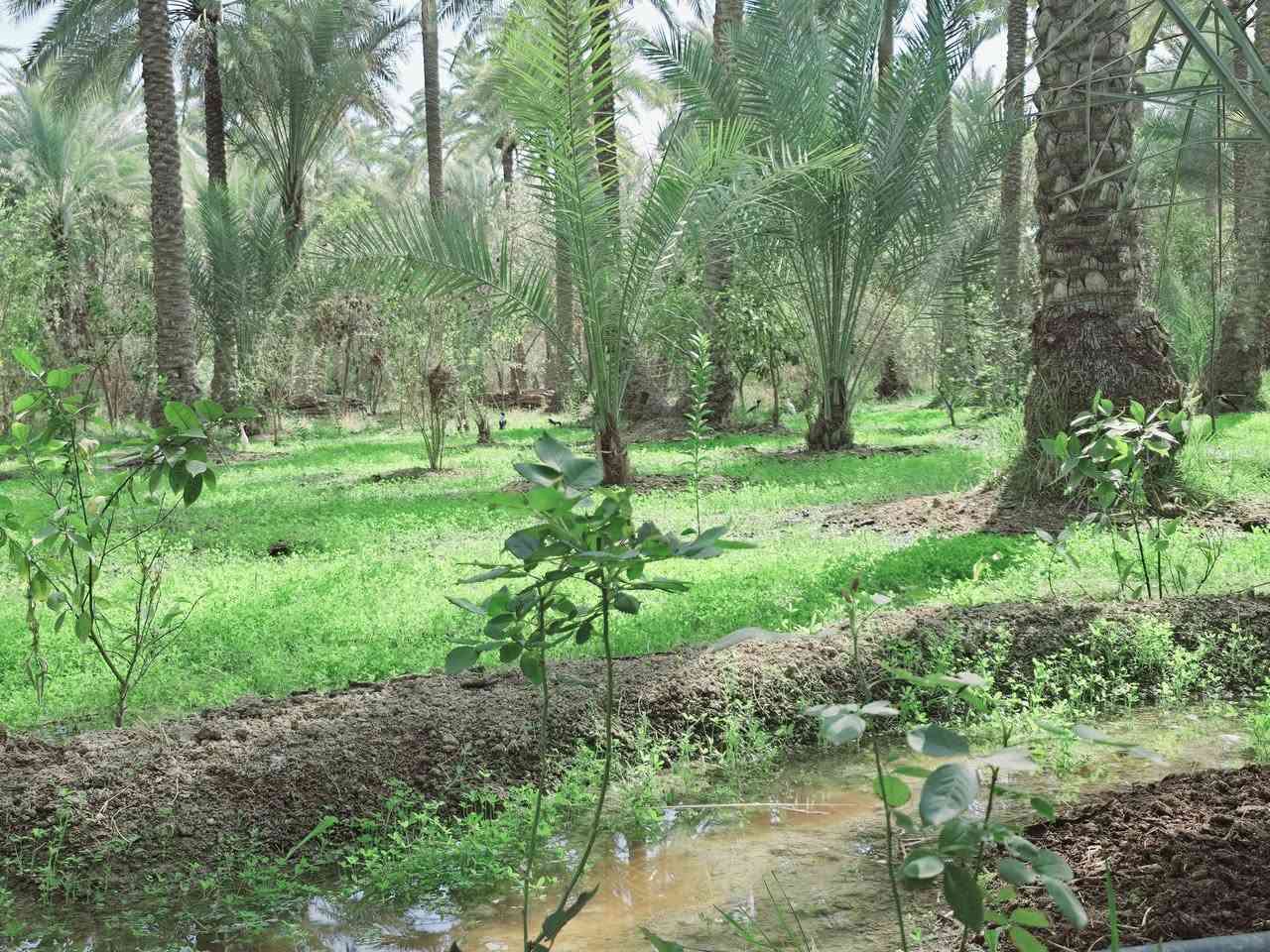 اللهم صل على محمد وأل محمد ليوم
جبنالكم عرض مميز  وبسعر مناسب جدا واحلئ

 مايكون بهذا العرض هوه المنطقة والجيران الطيبة والهدوء 

 للبيع    دونم  المساحة بالأمتار 2500 متر محدد ومسيج بالكامل 

   تتوفر كافة الخدمات 

  كهرباء  مي اساله 

   مي سقي سيح البستان مخدومة

 بالكامل العنوان كربلاء شارع الحسينية سايد المواكب

 قرب جسر 🌉 الإبراهيمية الها مدخلين مدخل الأول من

 شارع الحسينية ومدخل الثاني من شارع الابراهيمية تبعد

 عن شارع الحسينية 1000  متر وعن جسر الإبراهيمية كيلو ونص 

 وعن مركز المدينة 15 كيلو منطقة سكنية عرض الشارع

 النازل عل بستان 6 متر واكو مكانات 7 و 8 م علمأ نوع السند

 طابو زراعي سند 25 تحويل سهم مباشر بأسم المشتري

 أصل السند  6   دونم فقط انزل اسمك سهم بالسند بمساحة

دونم  

#السعر   185    مليون  مع المجال

 للجاد بالشراء 

للإستفسار أكثر #اتصلوا بالأرقام التالية 

(  ‏‪***********‬‏  )(  ***********  ) 

ابو فاطمة عنوان المكتب شارع الحسينية قرب جسر 🌉 الإبراهيمية مقابل شارع عون مكتب النافعي للعقارات كربلاء    النافعي للعقار       #اشاره #الاصدقاء #متابعين #اكسبلور #الجميع #متابعين #اكسبلور #الجميع #متابعين #اكسبلور @إشارة @إشارة  @إشارة
