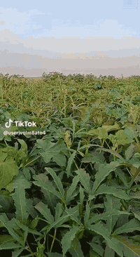 توجد لدينا بذور باميه فرنسيه العبير شرط الإنتاج ***********
