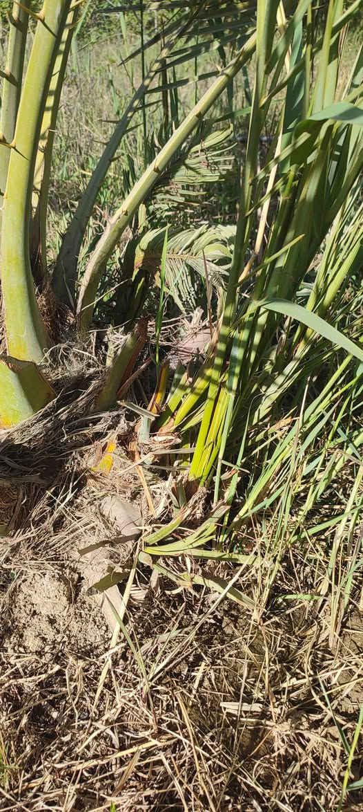 فسائل برحي وجوزي قزمي ومكتوم وبلكه للبيع 
المشخاب الدبينية 
***********
