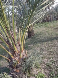 يوجد نخل خستاوي للبيع مثل ما موضح بل صوره اي استفسار تواصل خاص او الات...