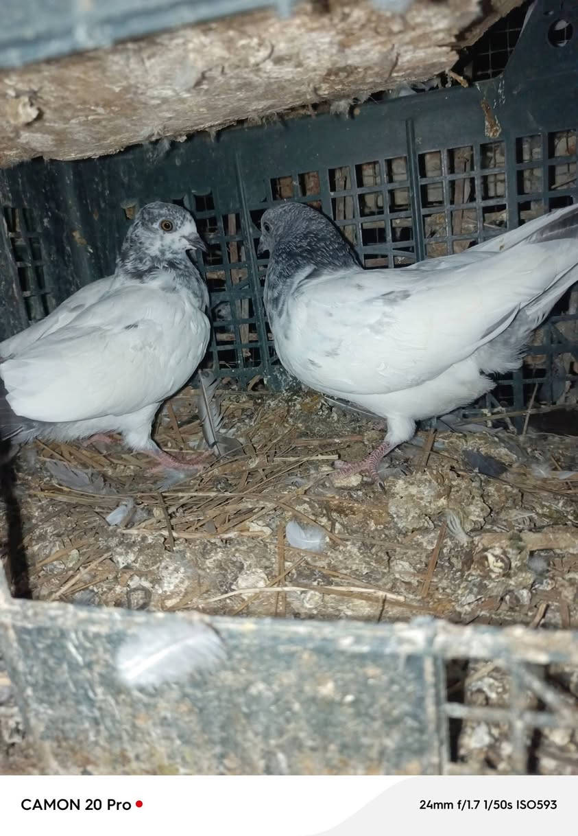 سلام عليكم طيور للبيع 21تك زوج على 8وبي مجال بصيط هاذه رقم ***********
